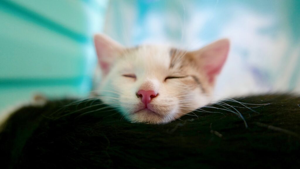 a cat sleeping on a blanket